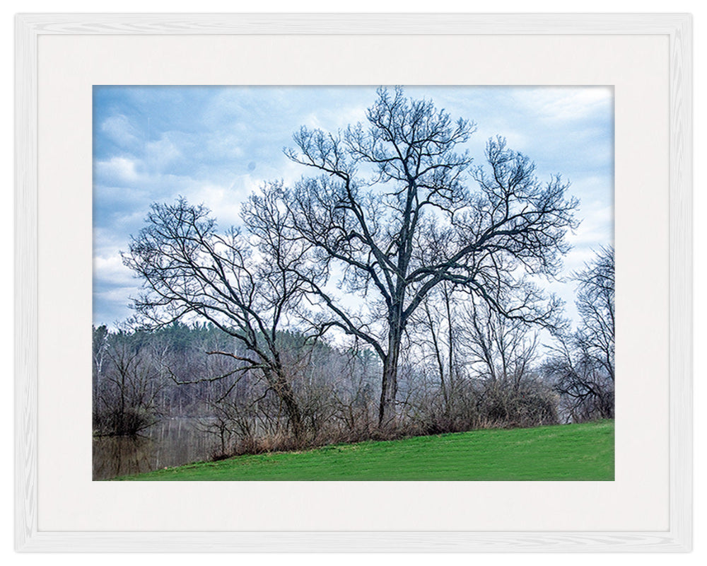 Image of Trees on the River in White Frame