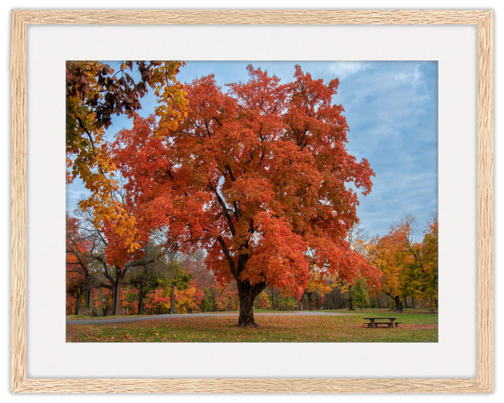 Photographic Image of a Fall Maple Tree in an Oak Frame with Mat