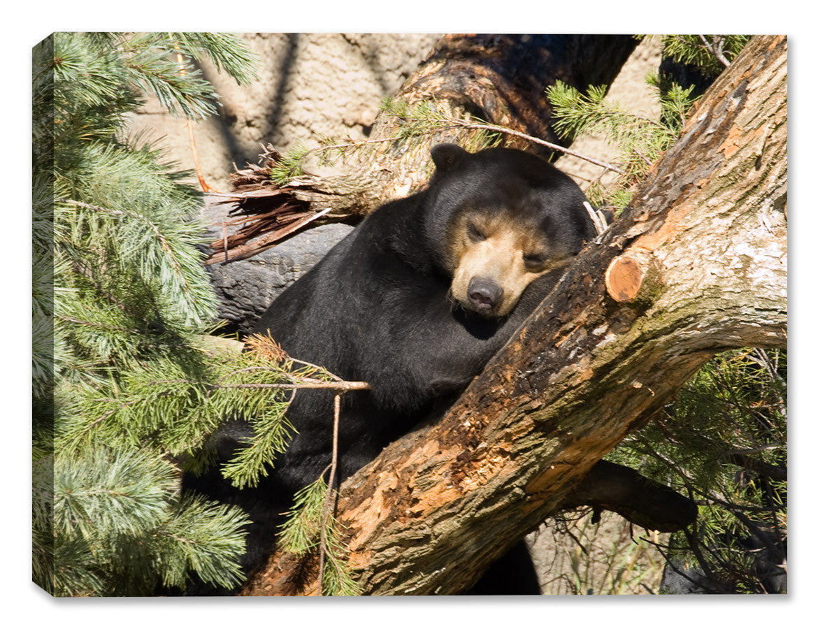 Nap Time on Canvas - Bear in a Tree - on Waterproof Canvas