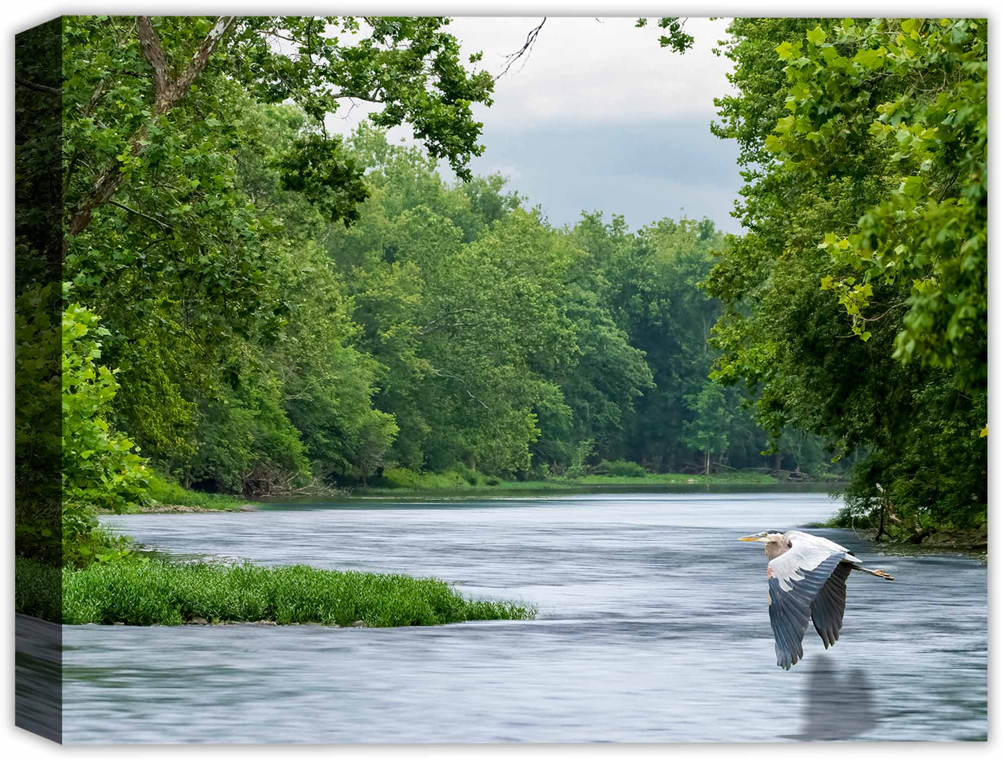 Blue Heron in Flight over a blue river and forest printed on a canvas wrap