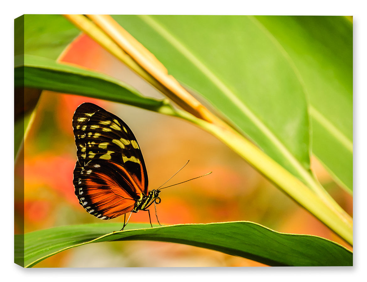 Image of a Monarch Butterfly sitting on a leaf. Printed on Waterproof Canvas