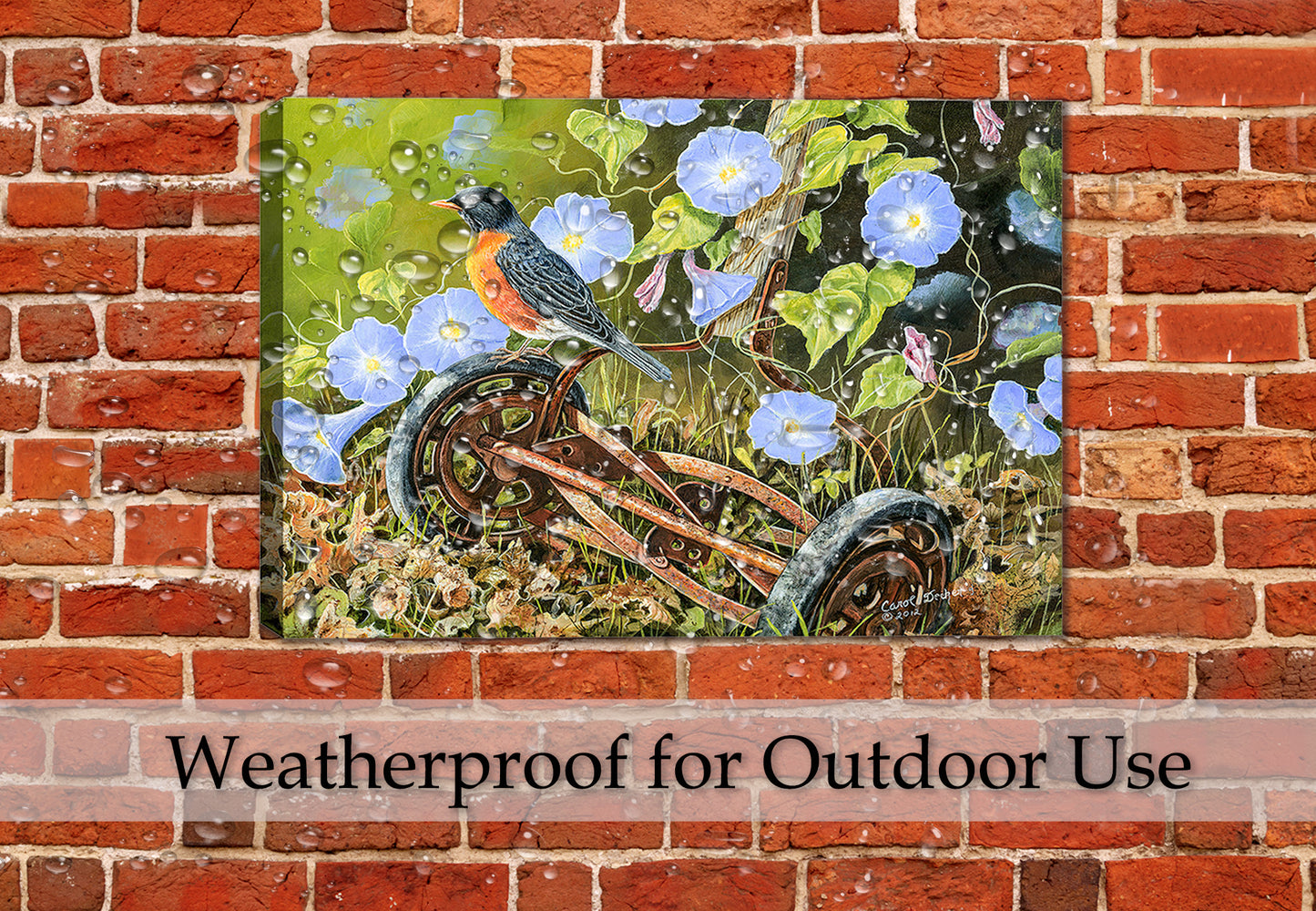 American Robin - Painting by Carol Decker on a Canvas Wrap hanging on a brick patio wall in the rain.