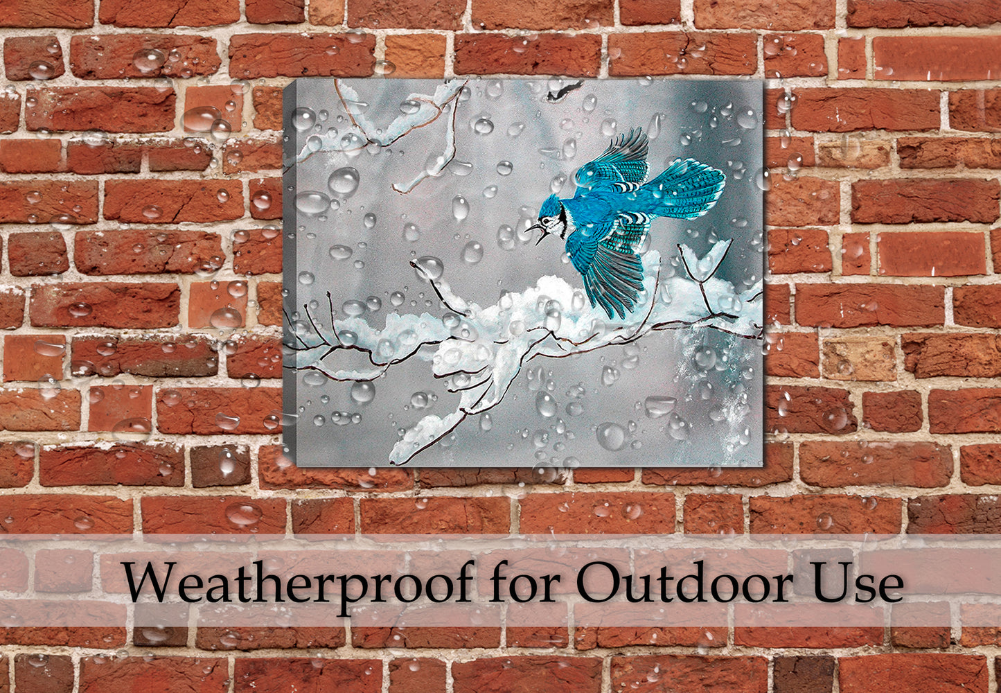 Painting of a Bluejay in Winter by Carol Decker - printed on a canvas wrap hanging on a brick wall on the patio.