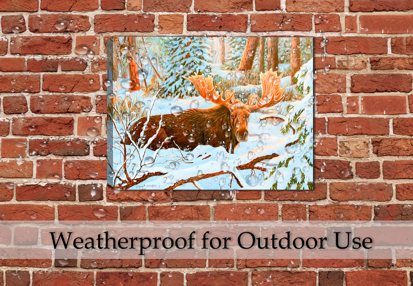 Painting of a Bull Moose in the Deep Snow looking straight into the viewer - printed on Waterproof Canvas - Hung of patio brick wall -
waterproof - safe in the pouring rain.