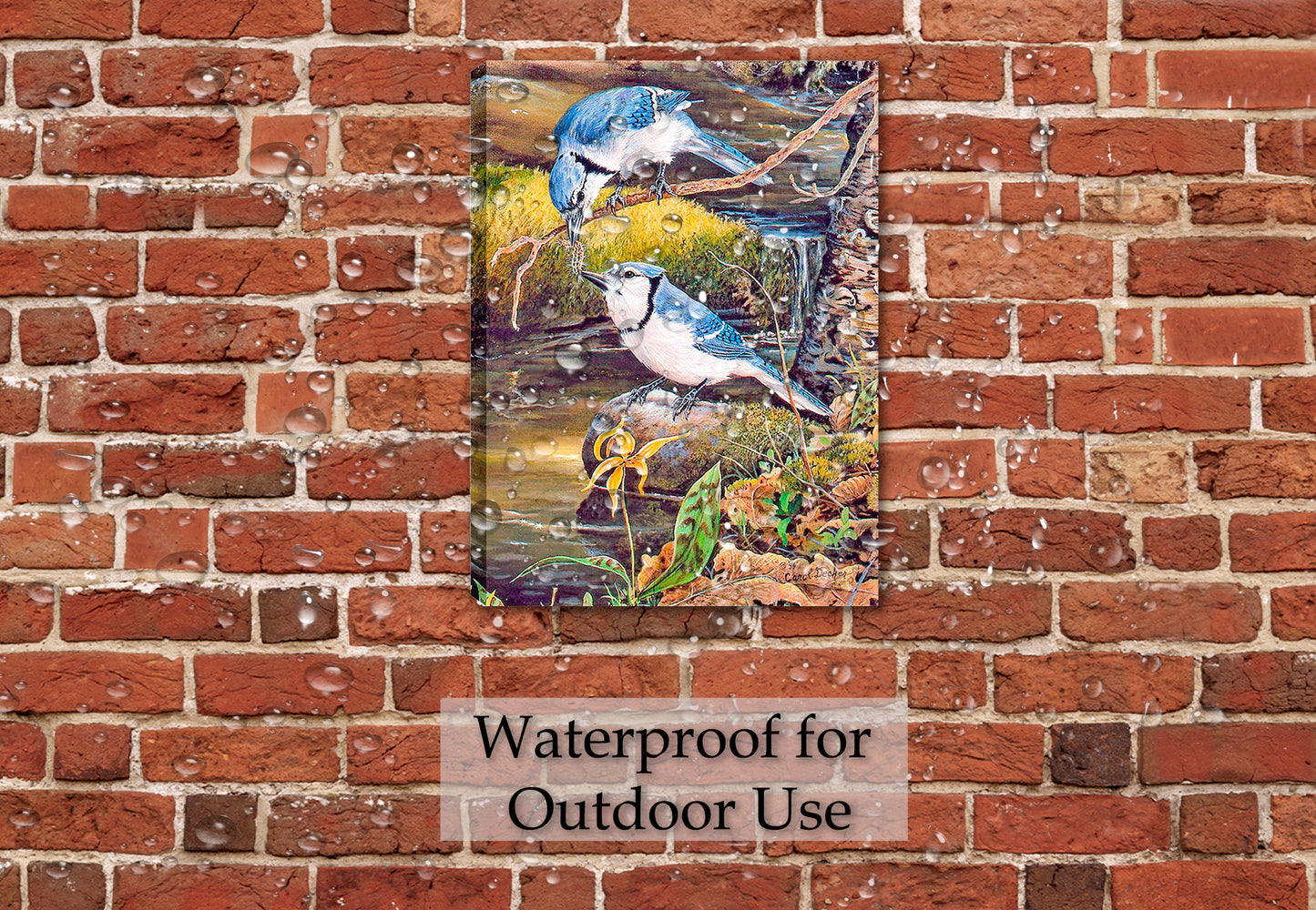 Painted Blue Jays in a Tender Moment - Printed on Canvas. Hanging on Brick Patio Wall in a rain downpour - Waterproofed for Outdoor Use.