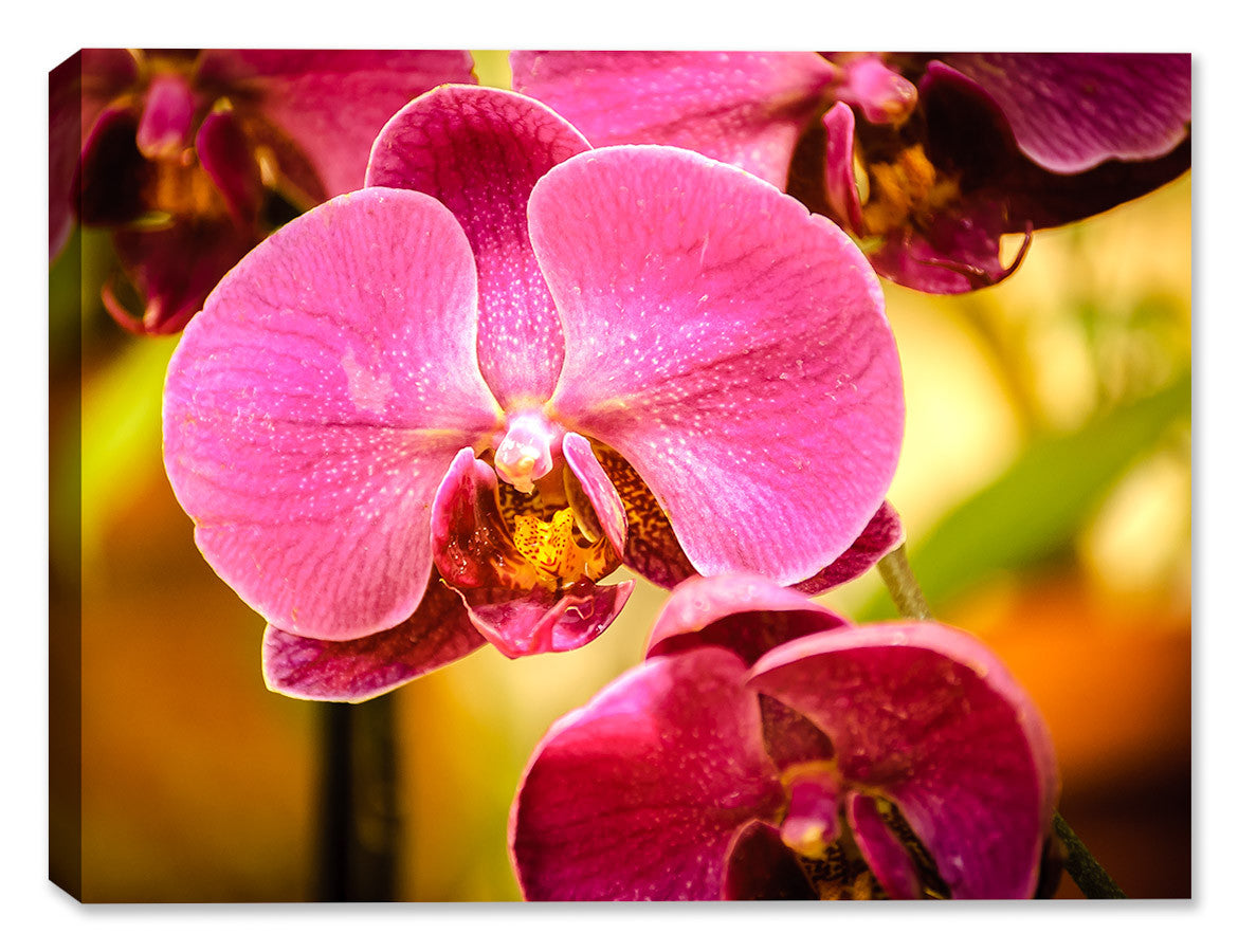 Pink Orchid on Canvas - Fine Art Photograph printed on Canvas