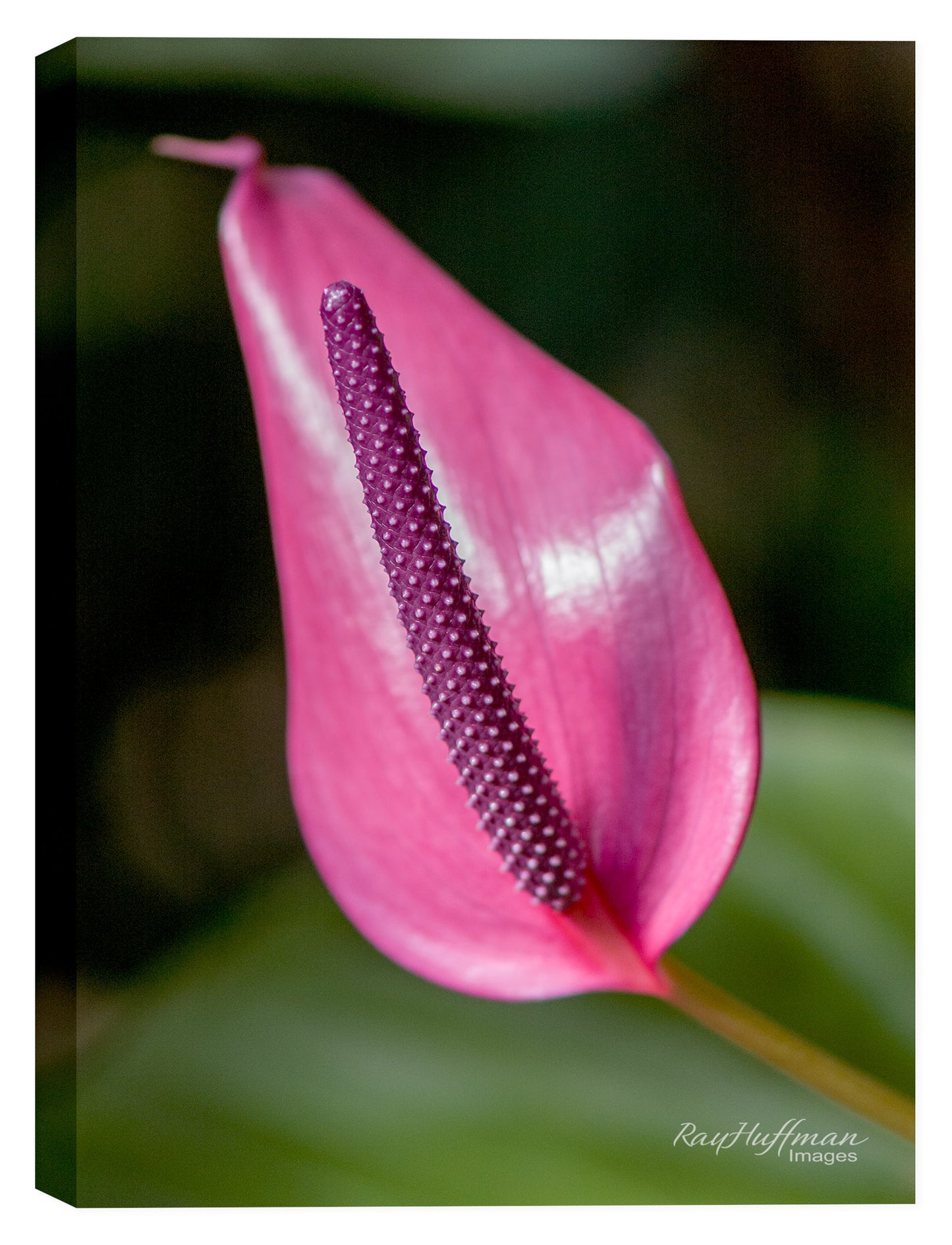 Spring Sowbread Flower printed on Canvas.