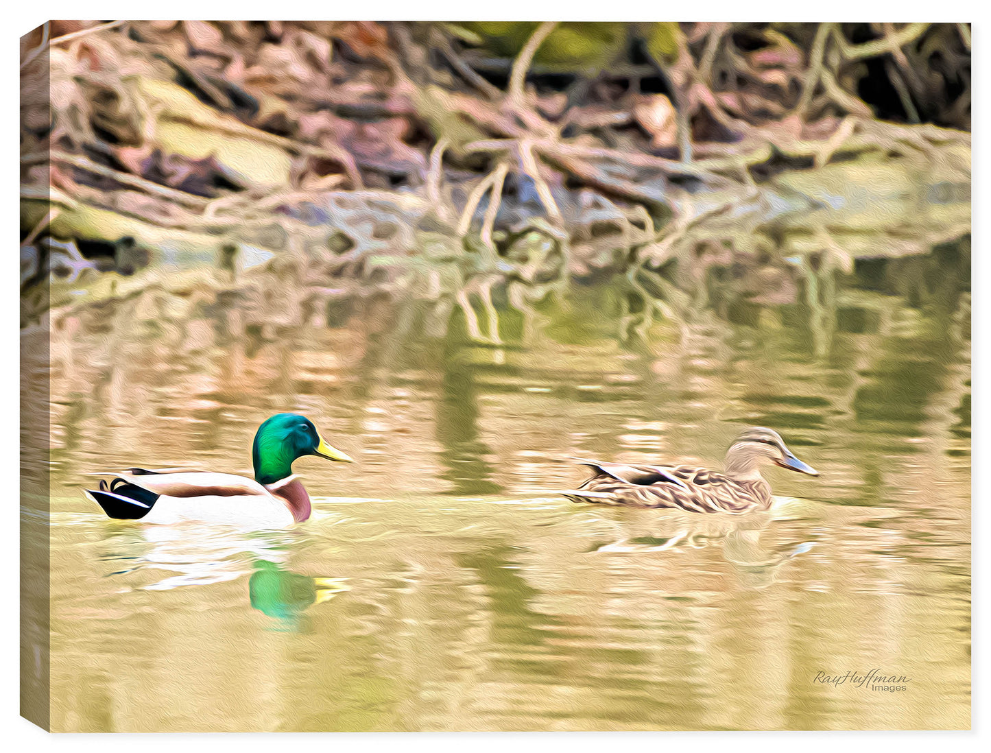Painting of a Male and Female Mallard swimming on the lake - printed on waterproof canvas for indoor our outdoor use.