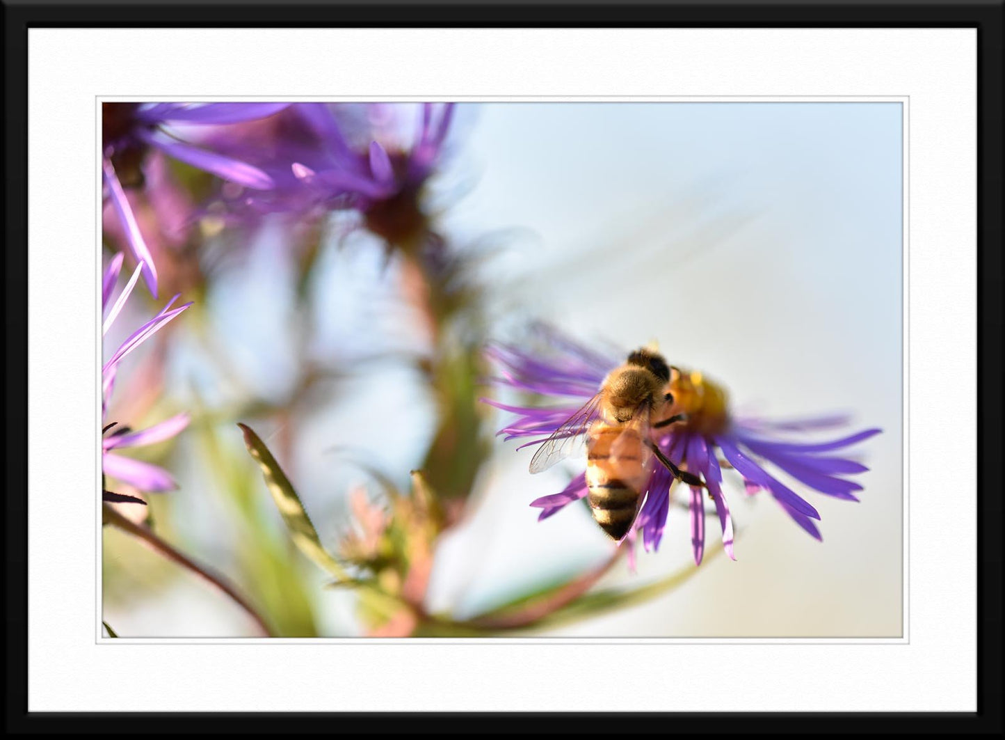 "Harmony in Flight: Bumblebee Photography - Framed fine art