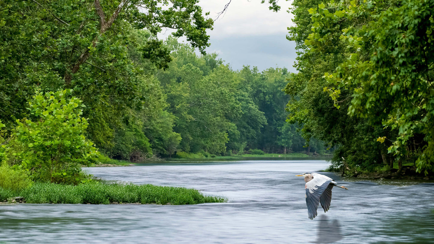 Blue Heron Photography flying over a river with blue water and green forest.