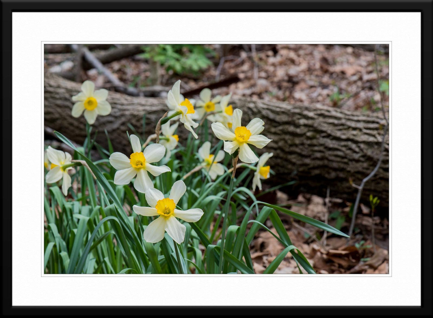 Daffodils with log photograph - Framed