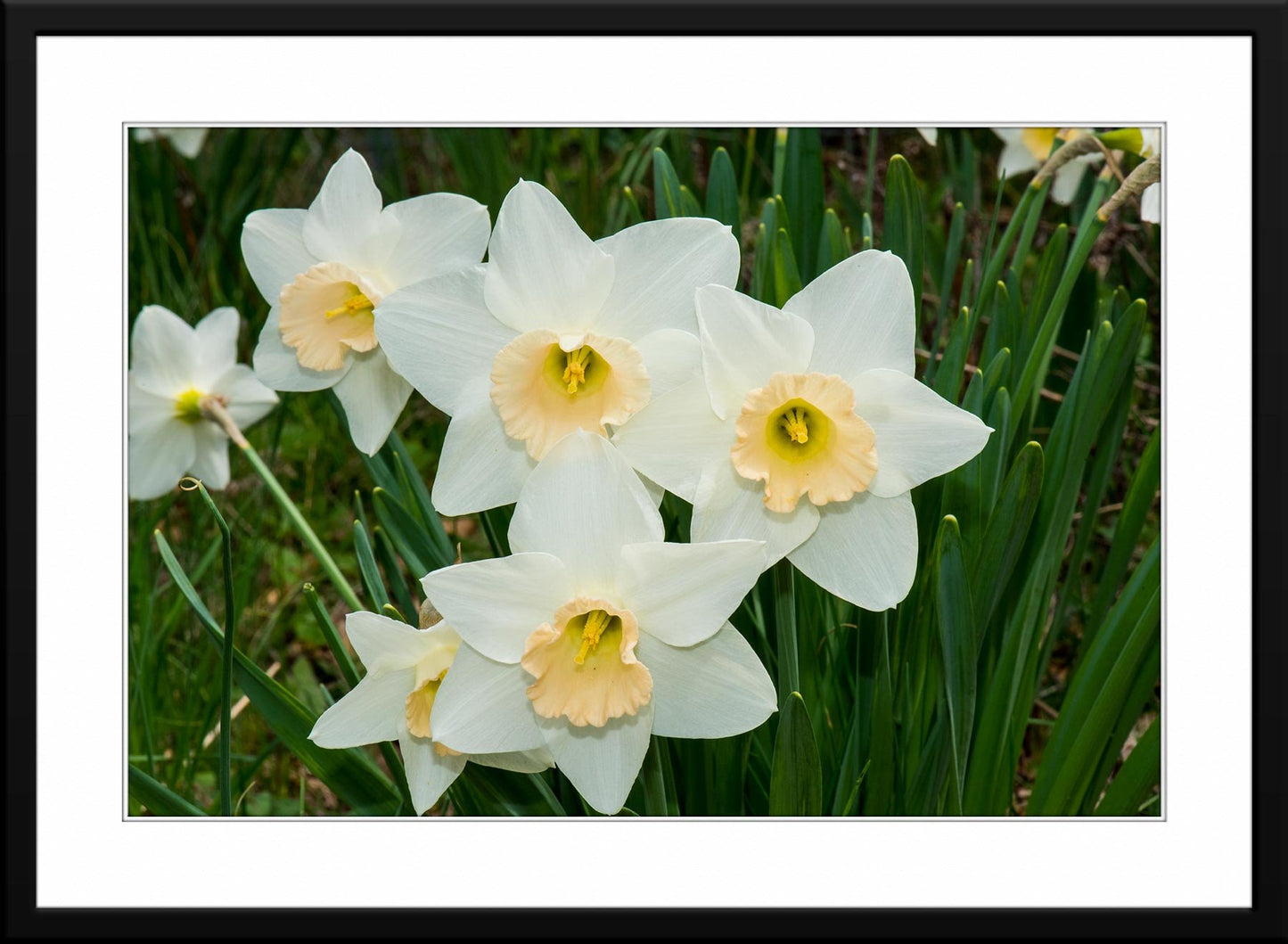 Captivating white daffodil photography - matted and framed.