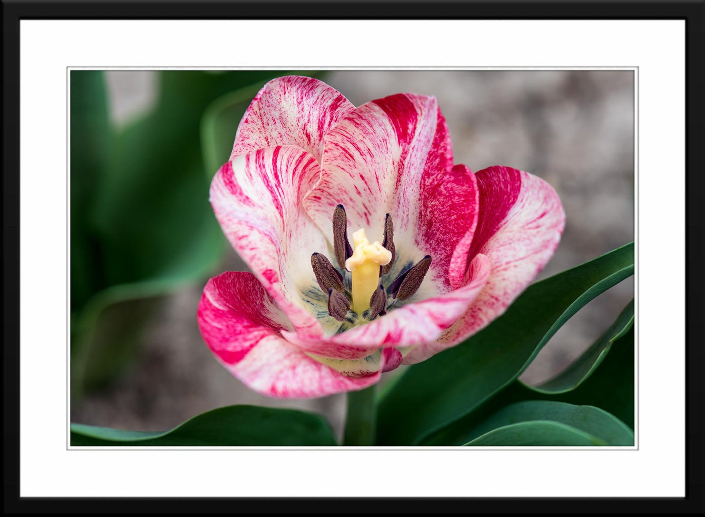 Red and white tulip - Fine Art Photograph - Matted and Framed