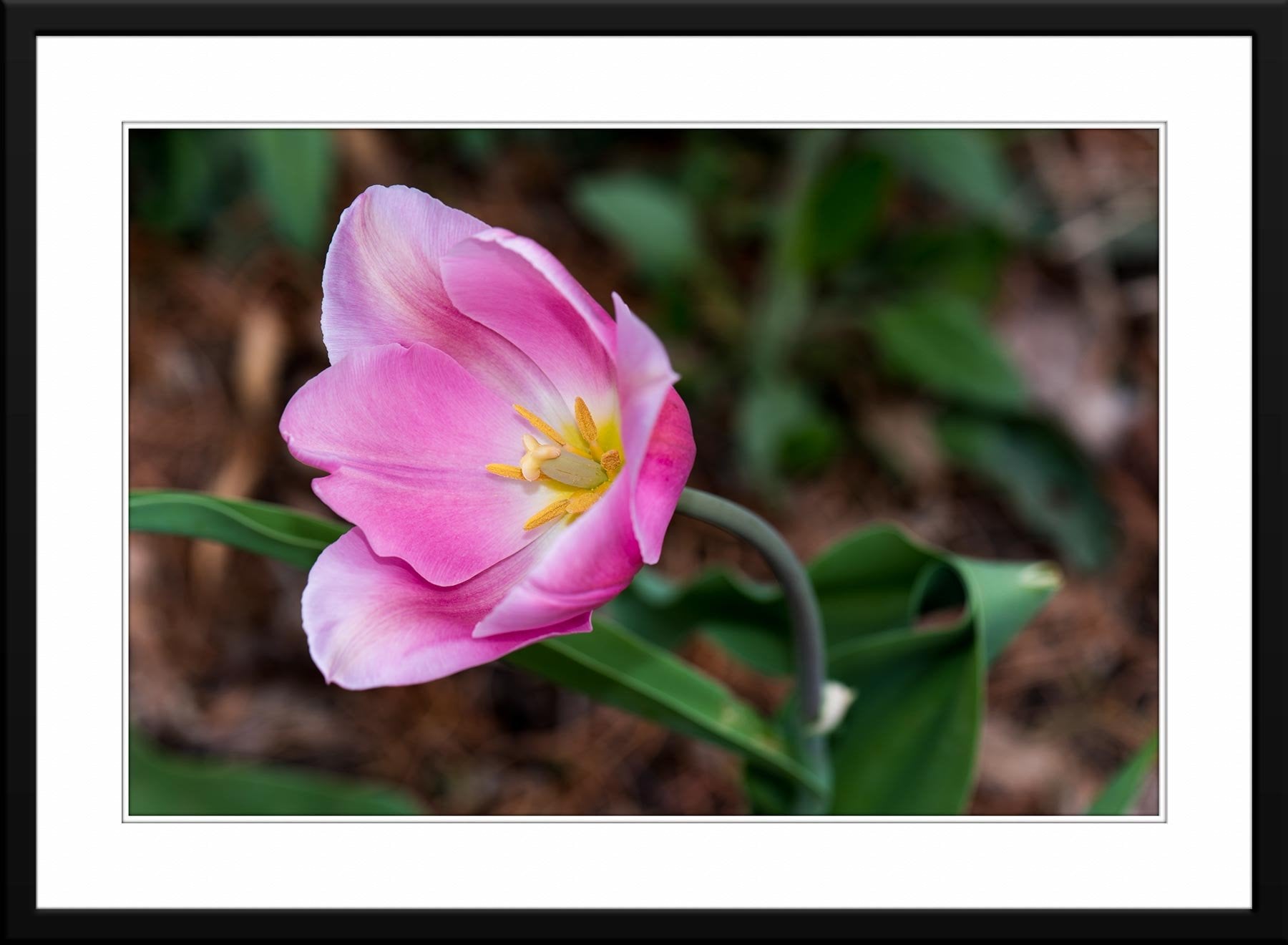 Art Photography Pink Tulips