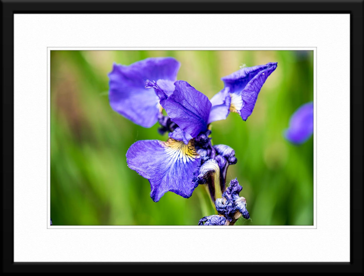 Photo of Iris Sibirica Flower -with Black Frame and Mat