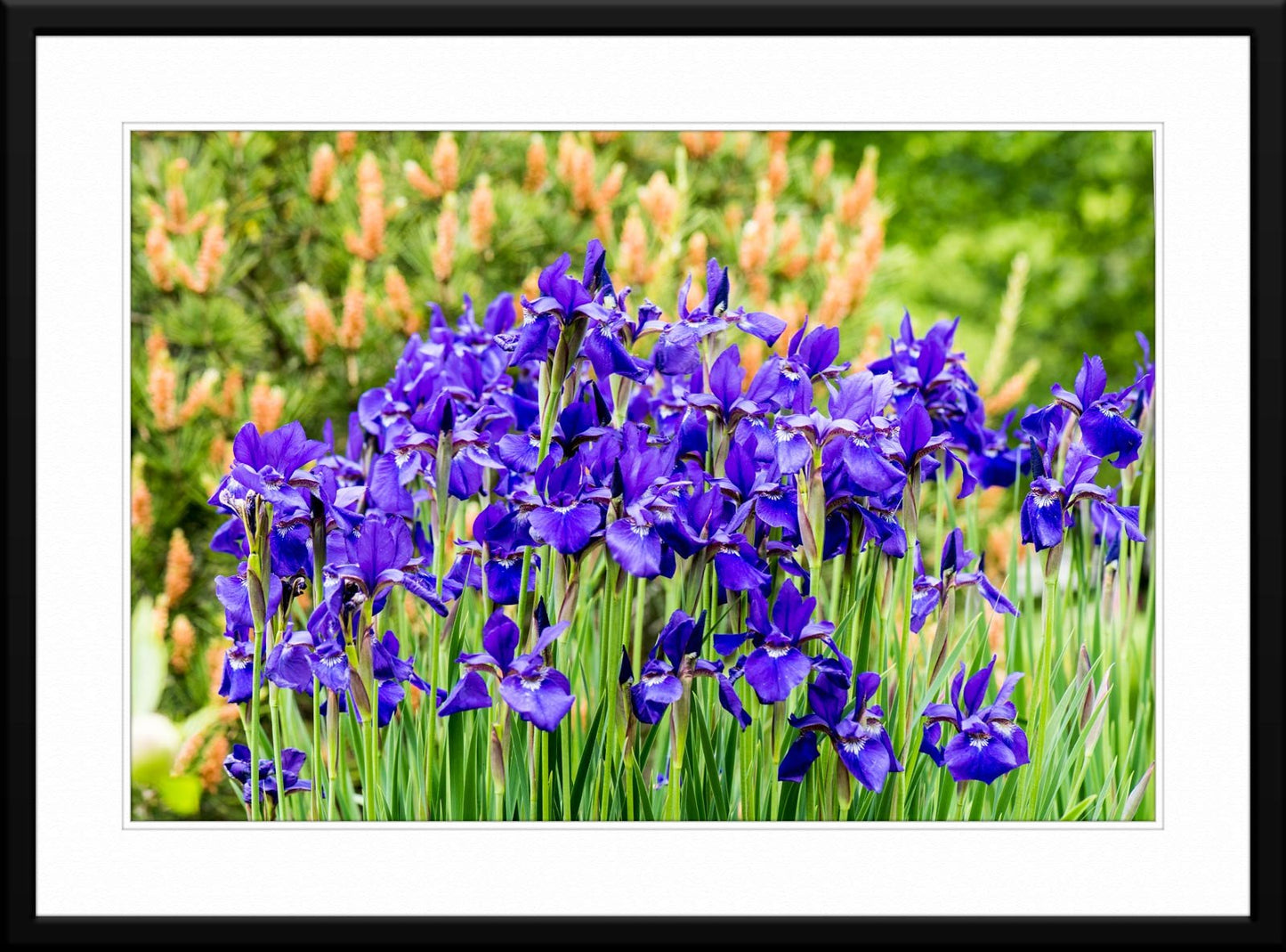 Field of Iris Flowers - Fine Art Photography - Framed