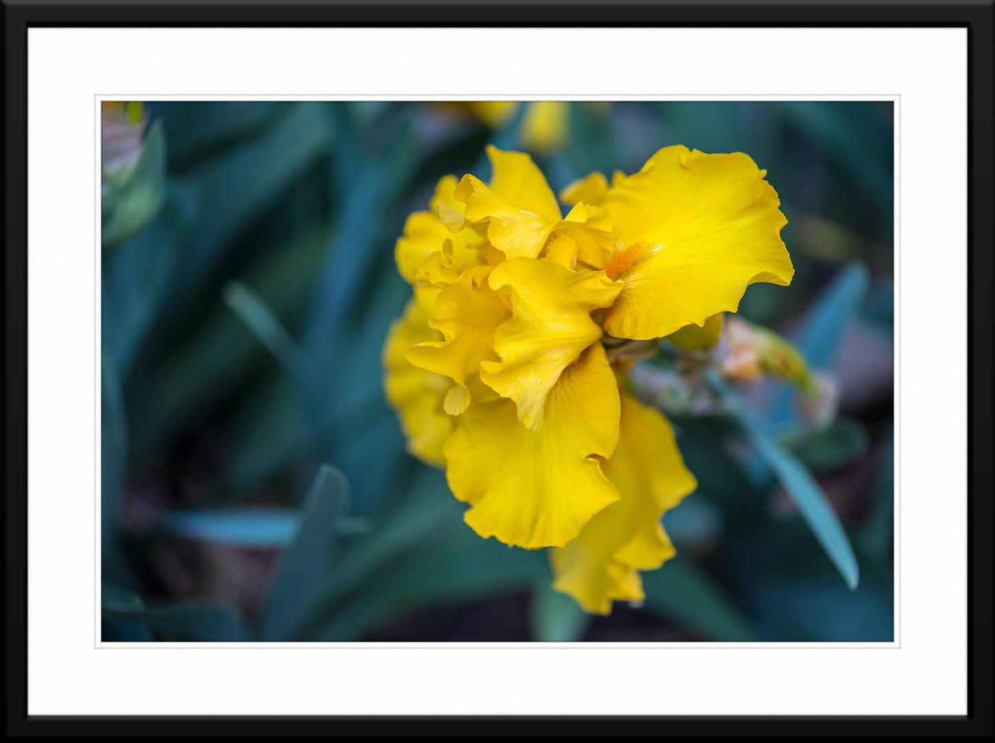 Captivating yellow iris photograph - Framed