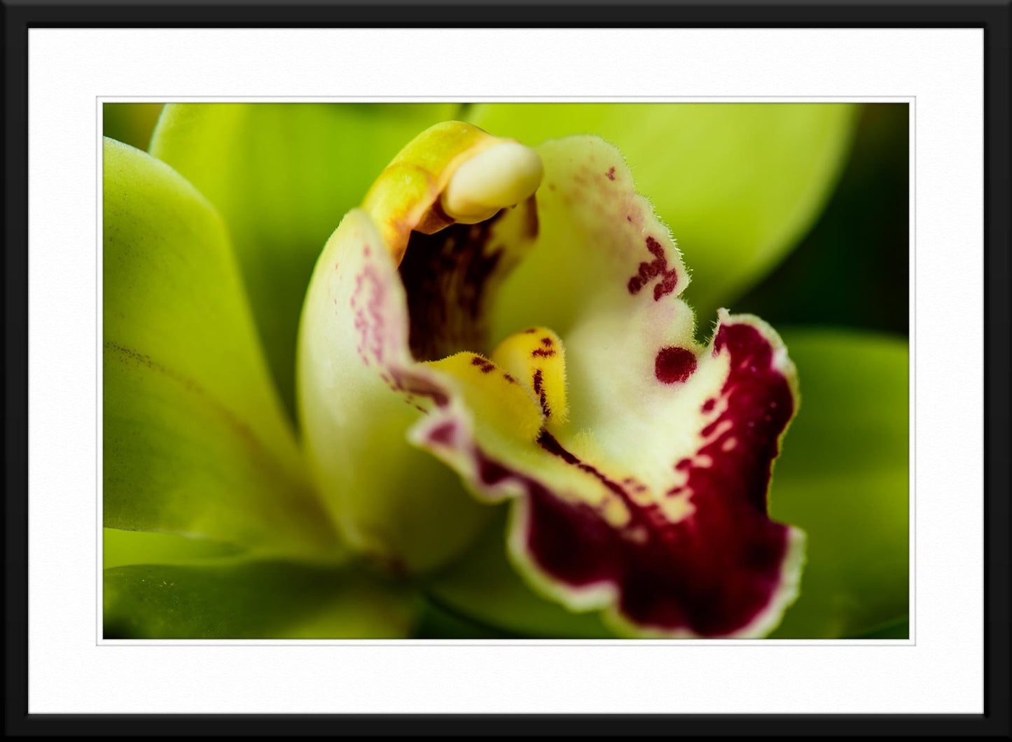 Green Orchid #2 - Fine Art - Framed
