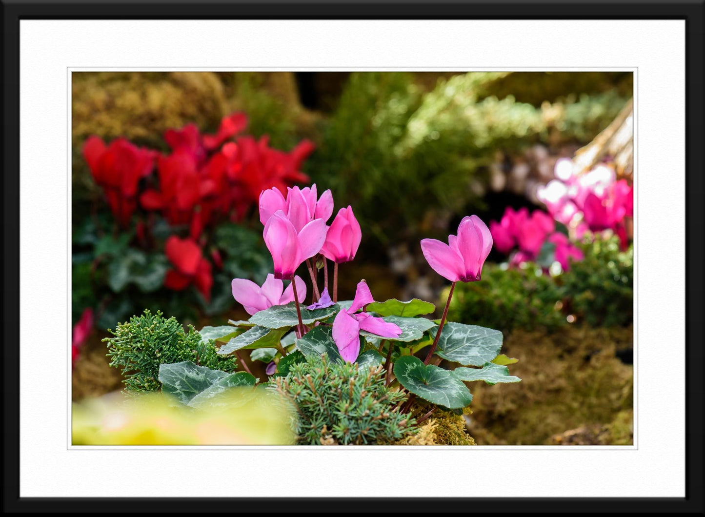 Spring Garden Flowers - Fine Art Photography - Framed and Matted
