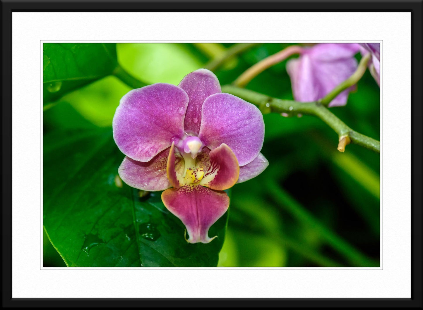 Delicate Orchid Photography - Framed and Matted