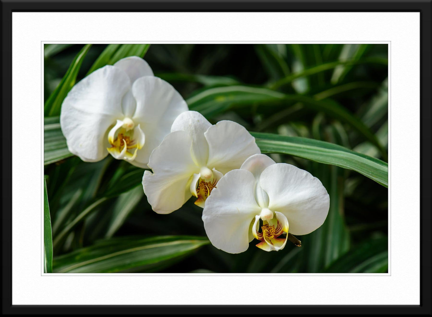 Orchid #13 - Fine Art Photography - Framed and Matted