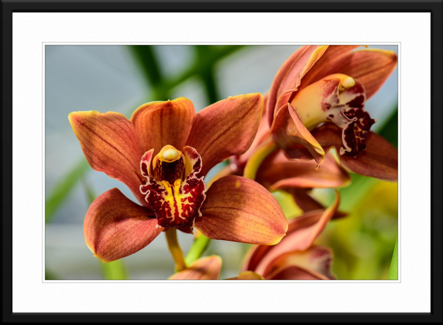 Cymbidium Orchid Photograph - Matted and Framed