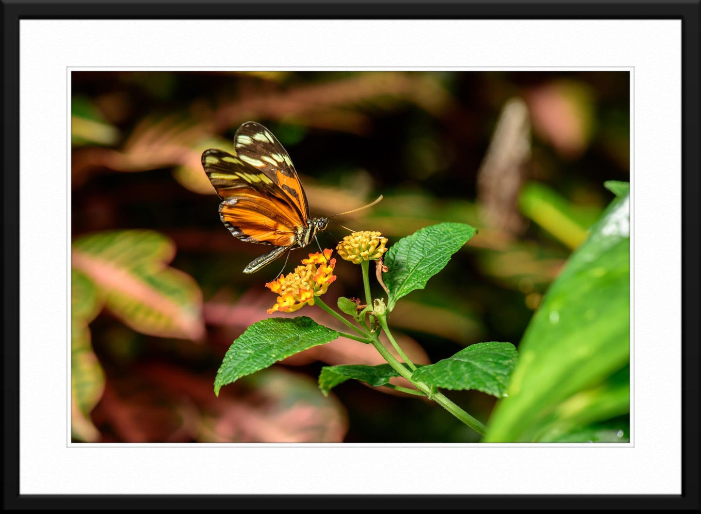 Butterfly #3 - Fine Art Photography - Matted and Framed