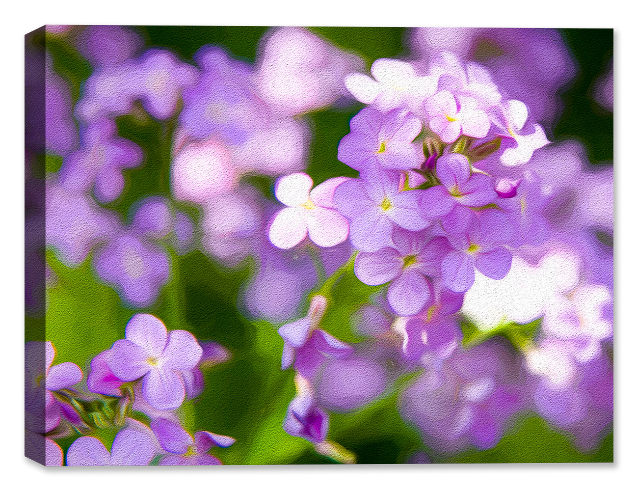 Image of Wild Violets printed on Canvas
