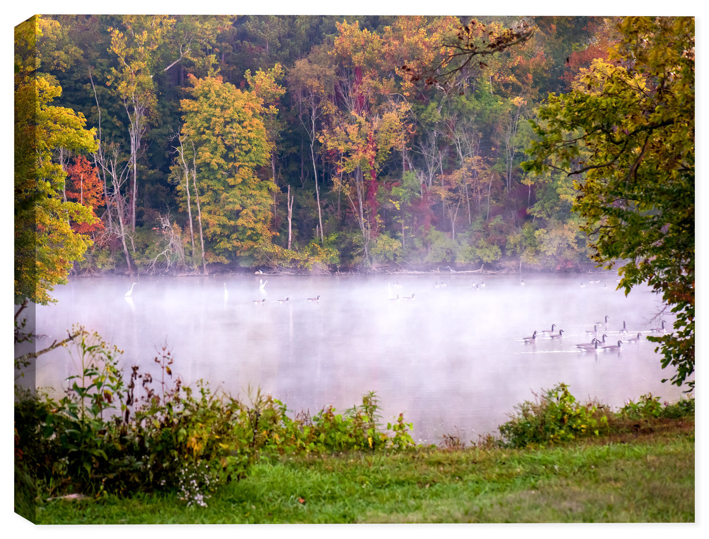 Image of dozens of Canadian Geese swimming in a lake in the fall. Printed on Outdoor waterproof canvas.