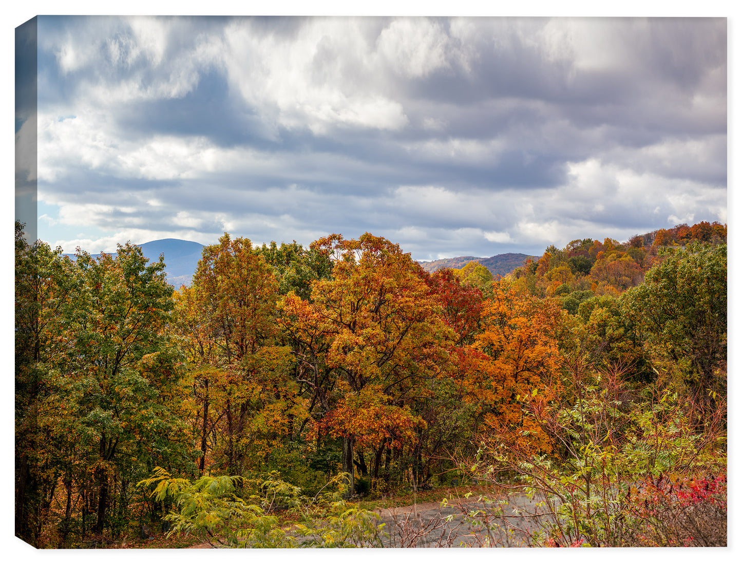 Fine art photograph of colorful autumn trees printed on a canvas wrap