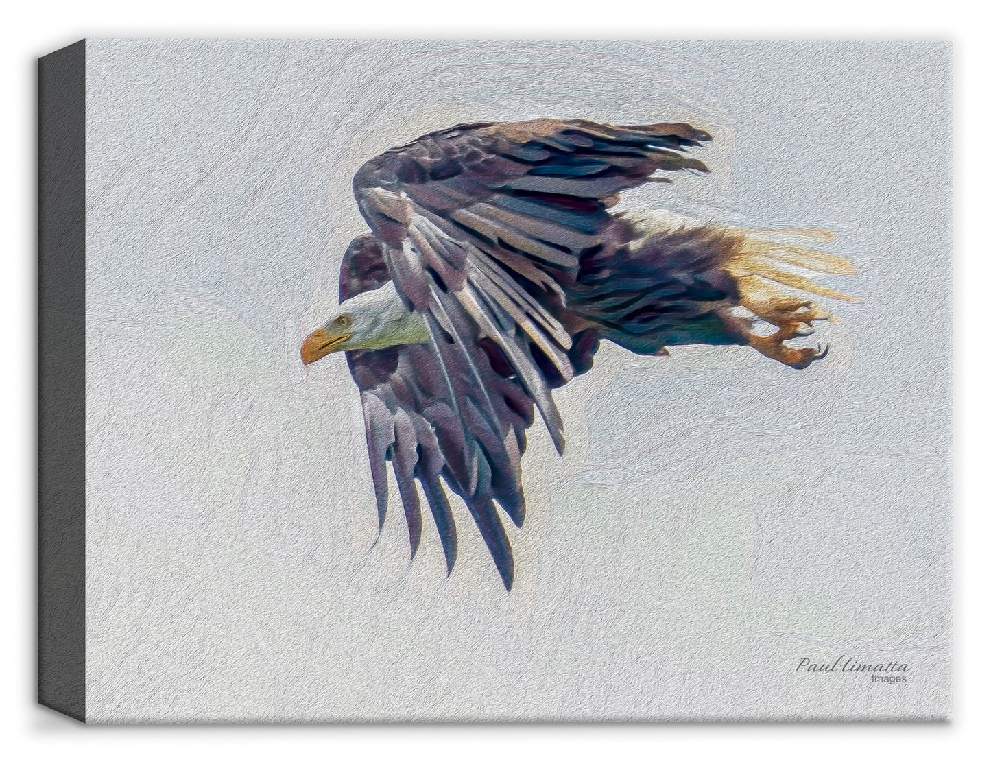 Flying Eagle on Canvas byPaul Limmatta.