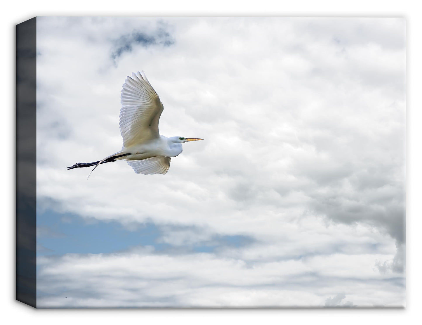 Photograph of a Great White Egret in flight against a cloud sky printed on canvas wrap