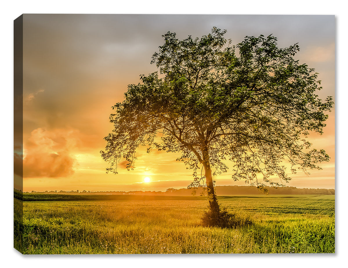 Sunset in the Country with a large Tree - Printed on Canvas