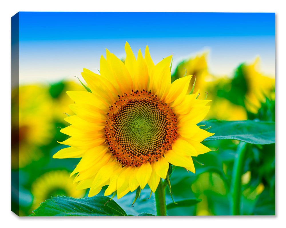 Sunflowers in Field of Flowers Macro Photography - Printed on Canvas