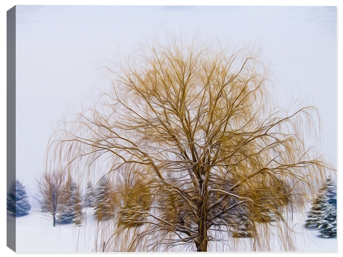 Image of a Weeping Willow Tree in Winter Snow Covered Grounds. Printed on Canvas.