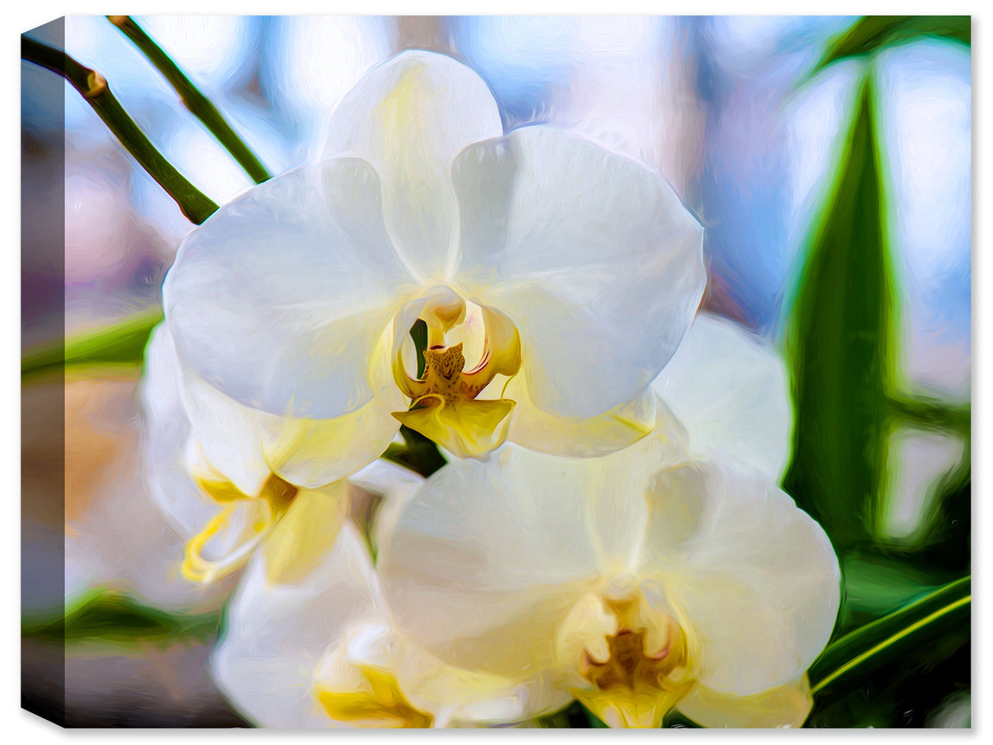 Heavenly White Orchids - Fine Art Canvas Print