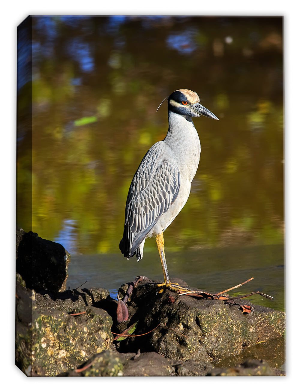 Photograph of a Yellow Crowned Nigh Heron - Printed on Canvas