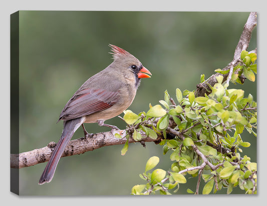 Cardinal (Female) Perched on a Branch - Photograph