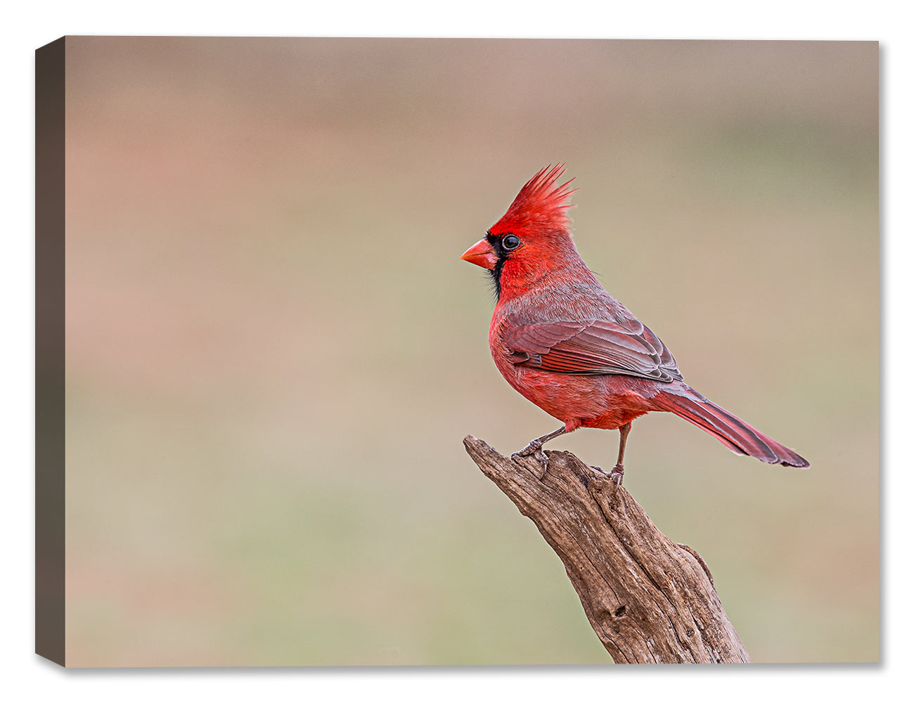 Male Cardinal Photograph printed on Waterproof Canvas