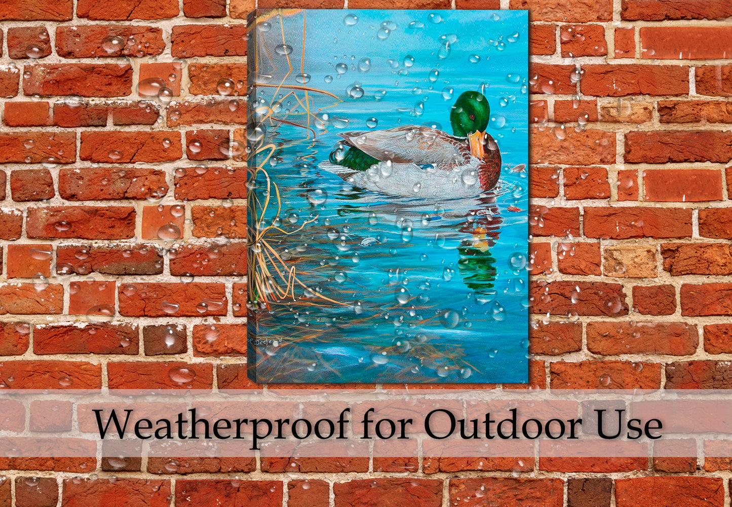 Grooming Mallard by Carol Decker - on Canvas - Hung on Outdoor Patio Wall