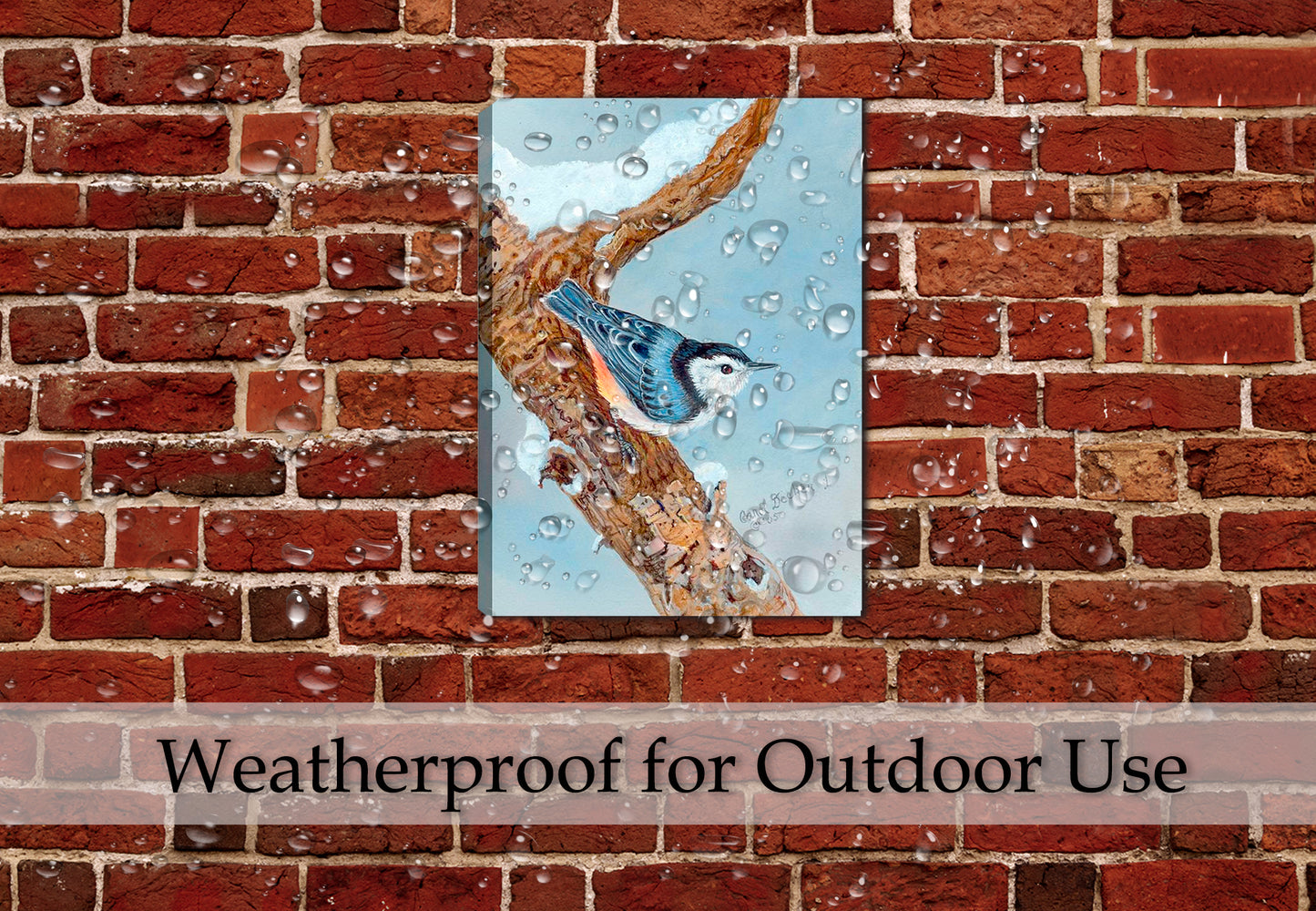Painting of White Breasted Nuthatch perched on a Tree - Printed on Waterproof Canvas. Hung on Patio Wall in the Rain.