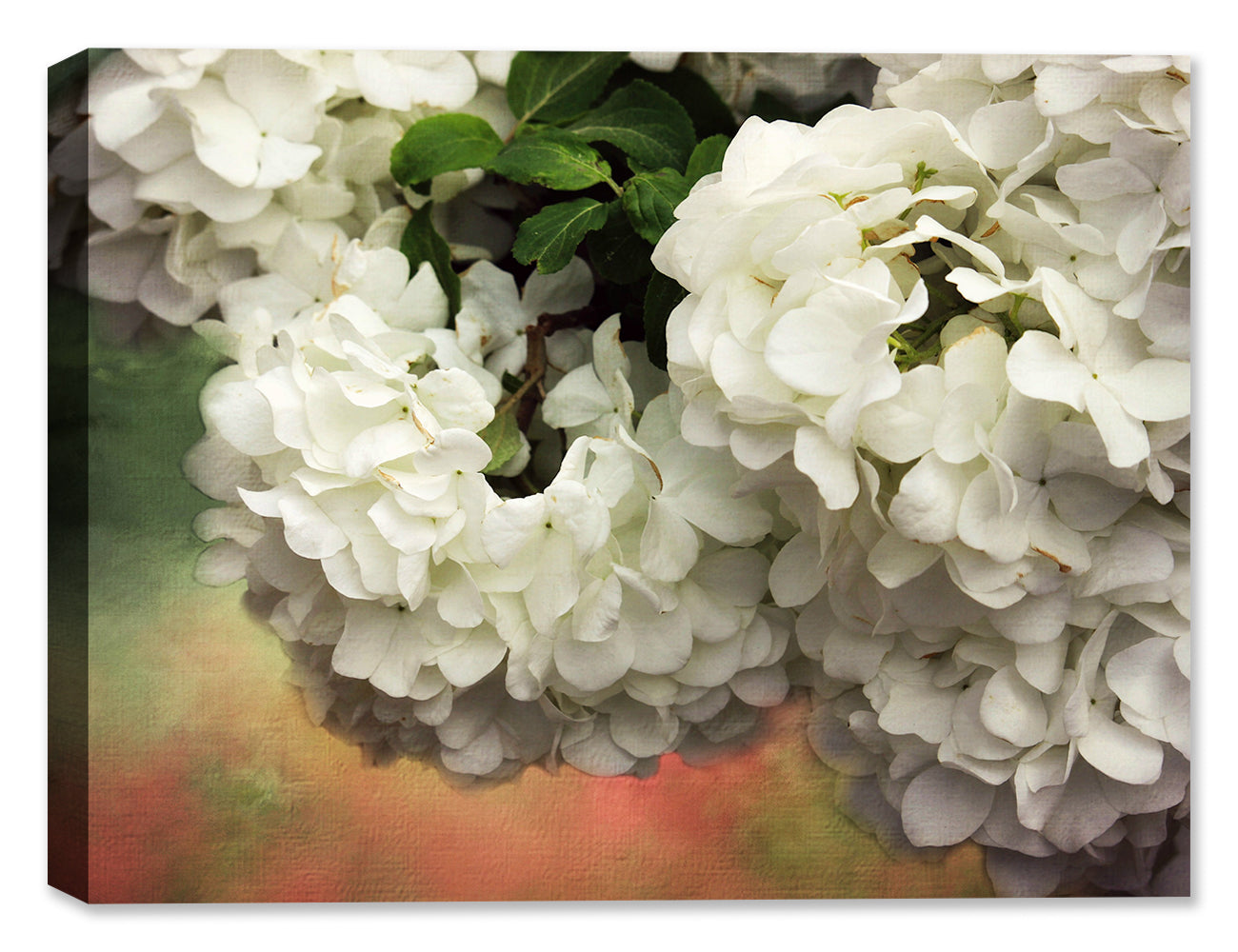 Painting of White Hydrangea Flower on Canvas.
