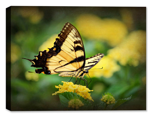 Swallow Tail Yellow Butterfly