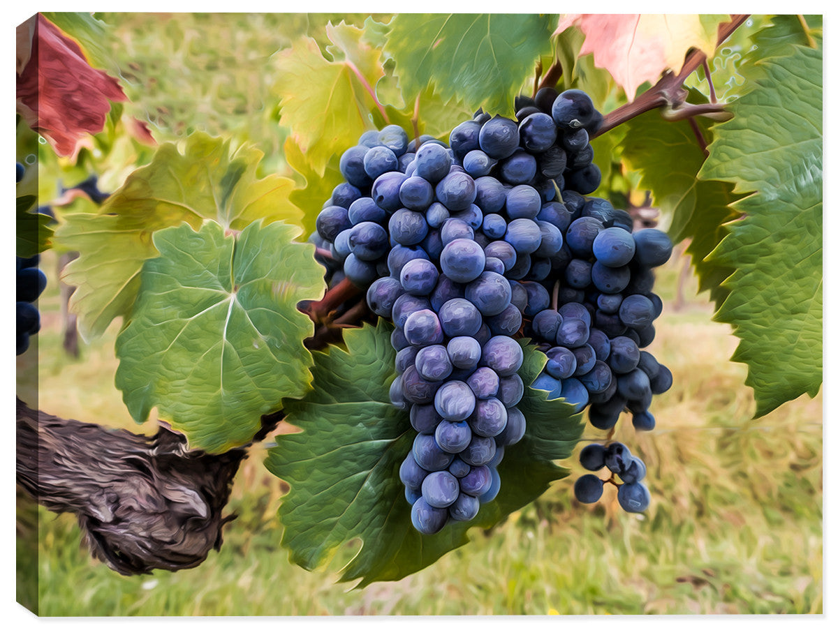 Grapes on a Vine - Canvas Art Print