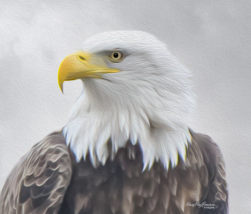 Bald Eagle Head