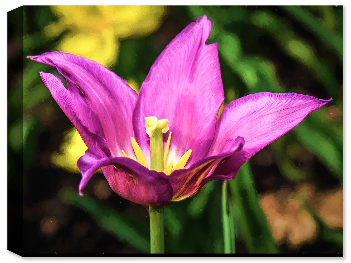 Photograph of a Tulip