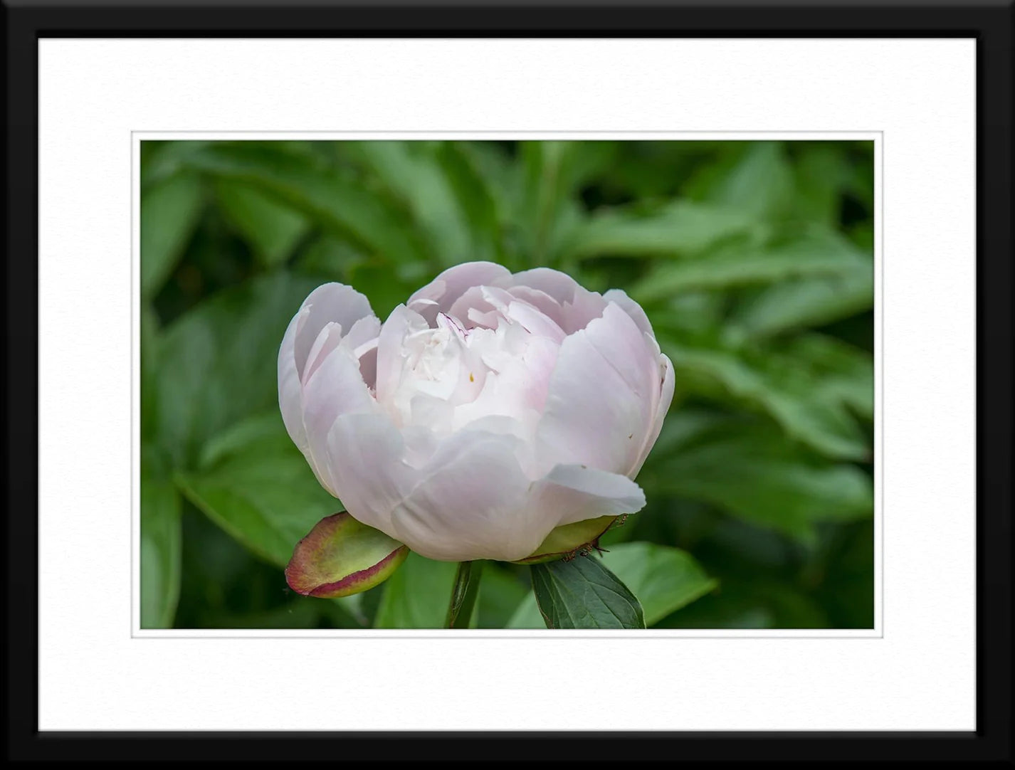 Framed Photograph of a White Rose