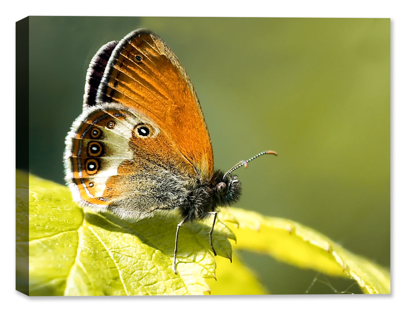 Butterfly Collection of Canvas Wrapped Photography & Canvas Art
