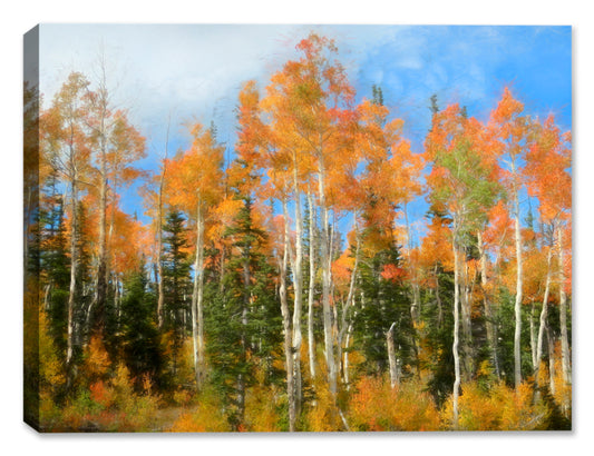Canvas Print of Aspen Trees in Colorado