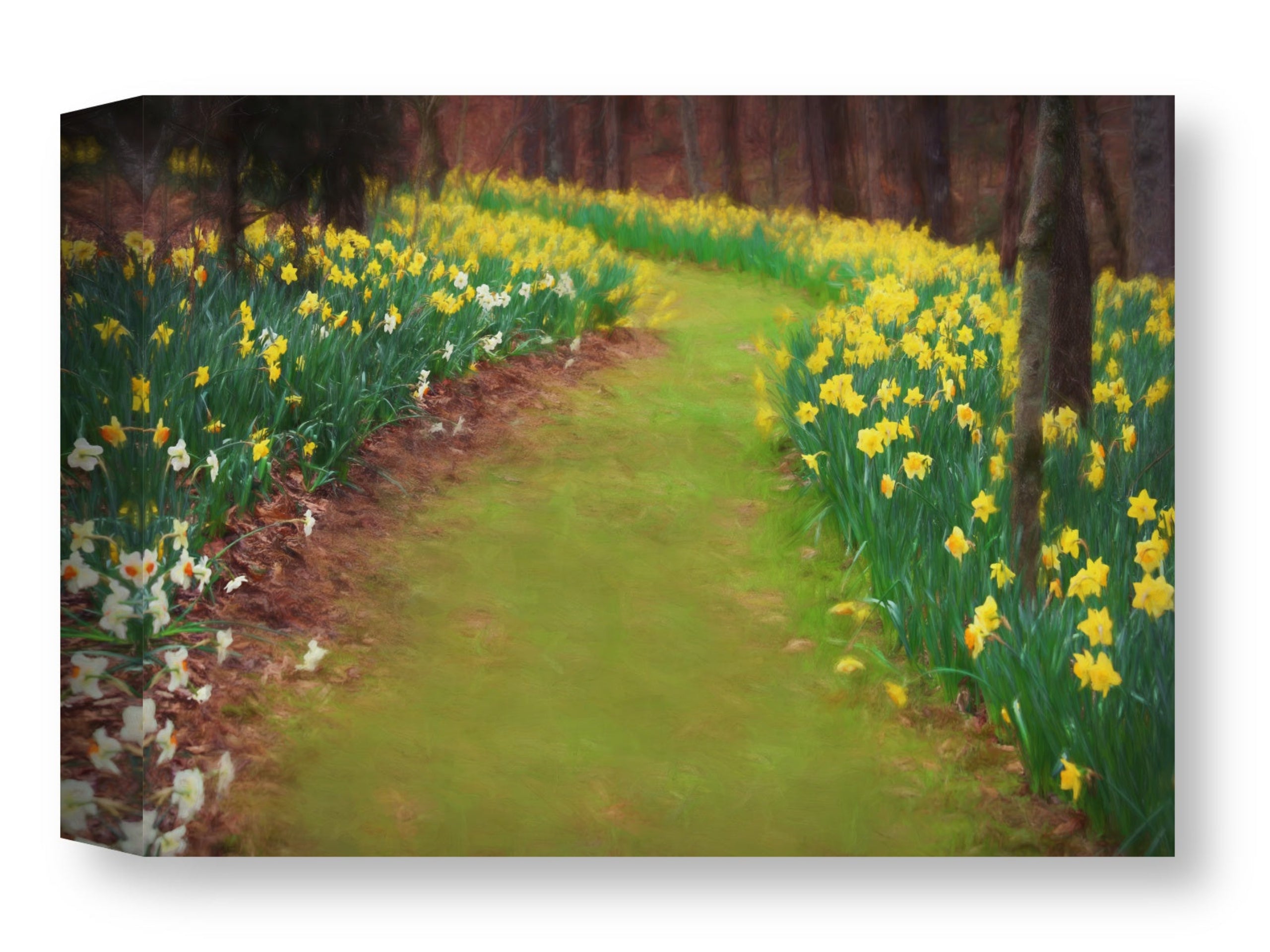 Pathway through a field of yellow flowers with trees in the background